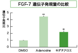 FGF-7 遺伝子発現量の比較