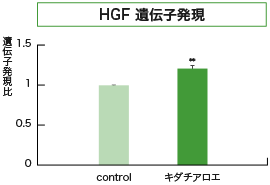 HGF 遺伝子発現