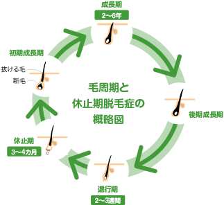 ふさふさカミ アロエラボ 小林製薬