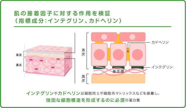 肌の接着因子に対する作用を検証（指標成分：インテグリン、カドヘリン）