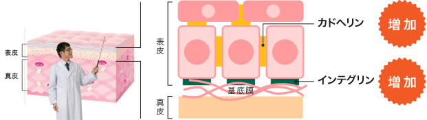 細胞間接着を強固に！