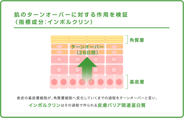 肌のターンオーバーに対する作用を検証（指標成分：インボルクリン）