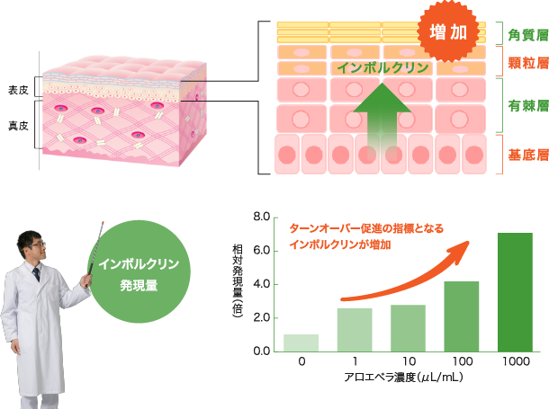 ターンオーバーを促進！