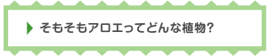 そもそもアロエってどんな植物？