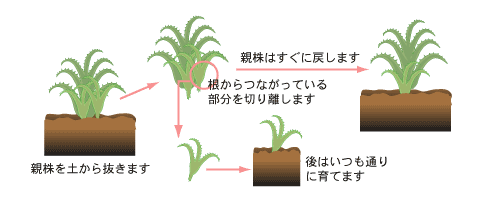 株分けによる増やし方