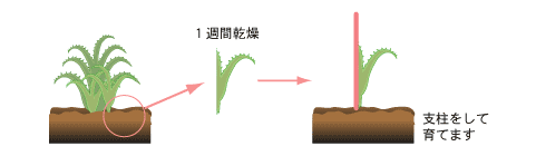 挿し芽による増やし方