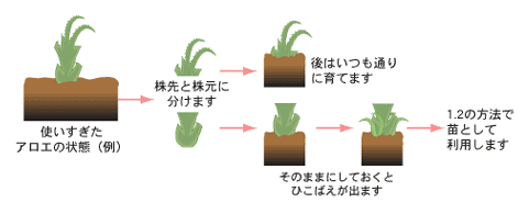 挿し木による増やし方