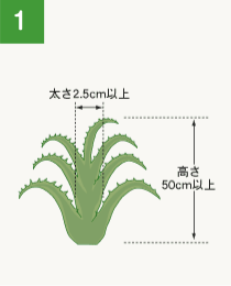 育ててみよう あなたのアロエ アロエラボ 小林製薬